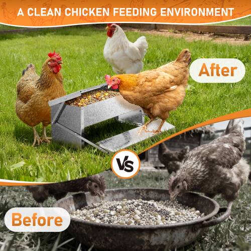 A CLEAN CHICKEN FEEDING ENVIRONMENT

After

VS

Before