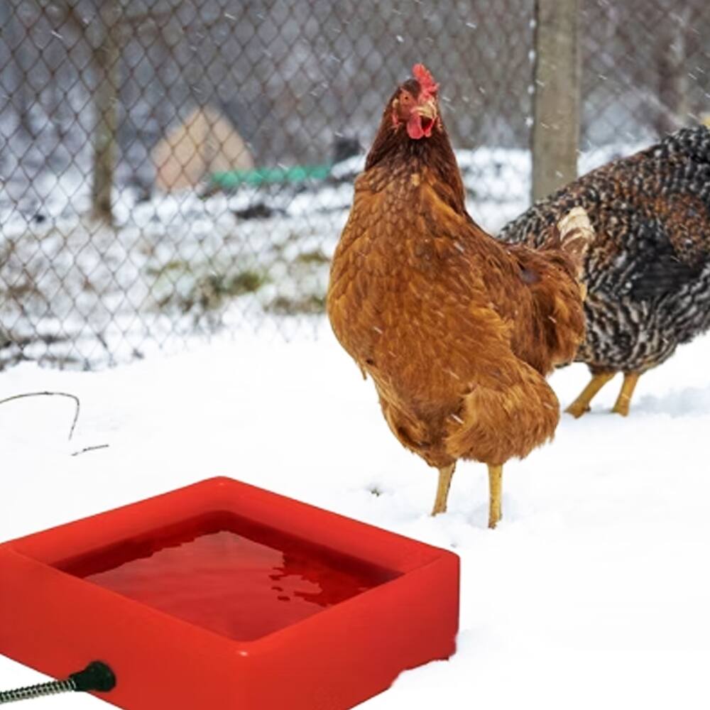 Alt View 1. Farm Innovators - Farm Innovators D-19 1.25 Gallon 60W Electric Heated Chicken Pet Water Bowl, Red - Red.