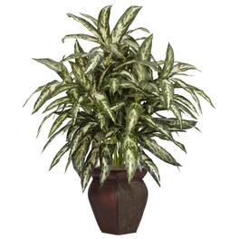 BreeBe - Aglaonema w/Decorative Vase - Green
