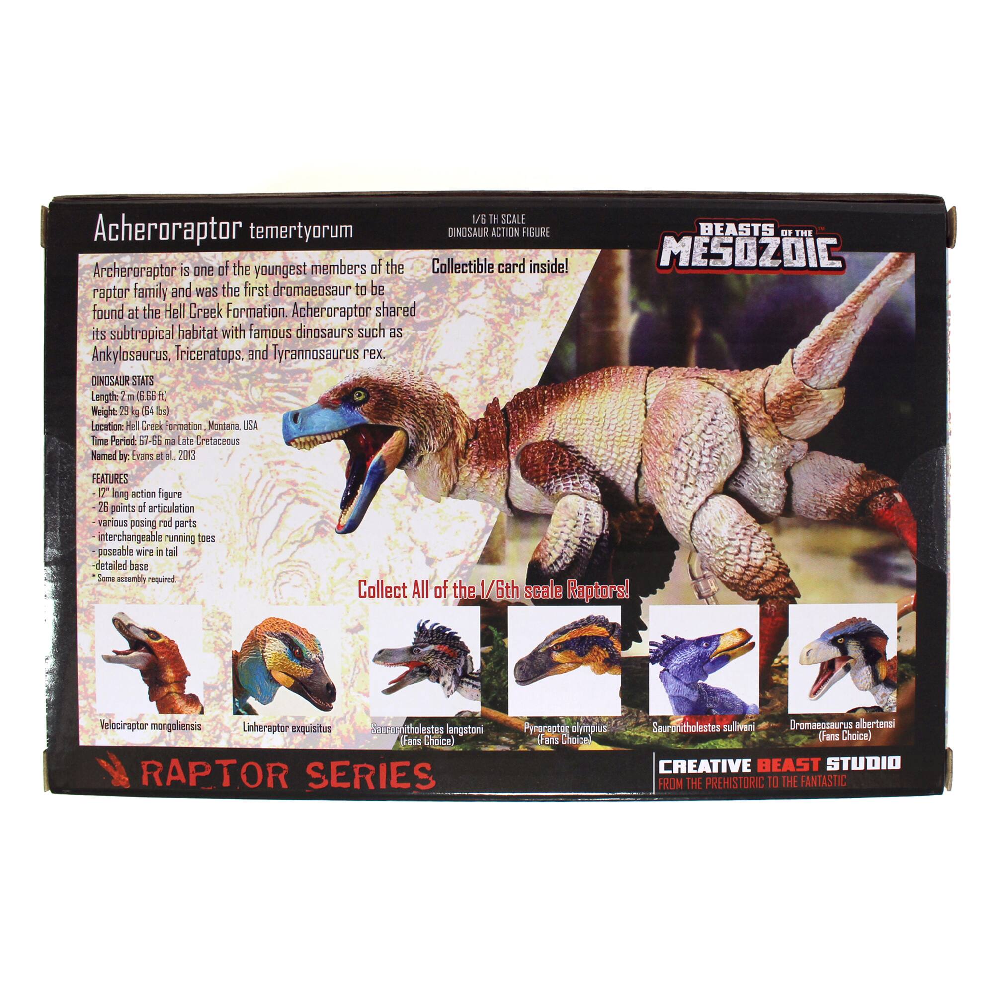 The text on the image reads:

"Acheroraptor temertyorum DINOSAUR ACTION FIGURE BEASTS DF FHE of the members of the Collectible card inside! MESOZOIC Archeroraptor is one youngest raptor family and was the first dromaeosaur to be found at the Hell Creek Formation. Acheroraptor shared its subtropical habitat with famous dinosaurs such as Ankylosaurus, Triceratops, and Tyrannosaurus rex. CINDSAUR SIAIS Length 2  Se H Wright 2 5 254 bal Lecation: + Creek Formation Montana SA Tme Pariod 57-6E a Late Cretaceous Named by Evains at M. 2213 FEATURES T long action figure - 26 peints of articulation various pesing red parts nterchangeable running toes poscable wire i tail -detailed base Some assenbly heriupar Collect All of the 6th scale Raptors! Velociraptor mongoliensis Linheraptor exquisitus A tholestes langstoni Fans Choice) RAPTOR SERIES Perocaptos olypius FRTE Choice surerstholestes sulivan Dromaeosaurys abertensi (Fans Choice) CREATIVE BEAST STUDIO FROM THE PREHISTORIC"