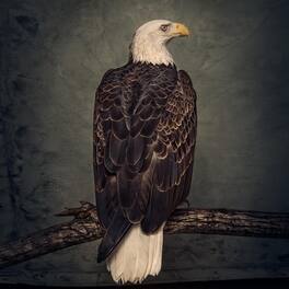Clutch - Book Of Bad Decisions - VINYL LP