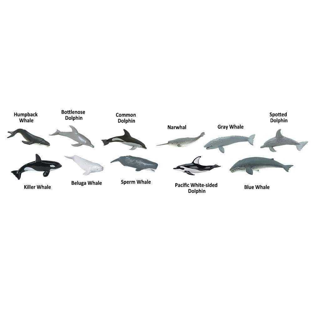Humpback Whale  
Bottlenose Dolphin  
Common Dolphin  
Narwhal  
Gray Whale  
Spotted Dolphin  
Killer Whale  
Beluga Whale  
Sperm Whale  
Pacific White-sided Dolphin  
Blue Whale