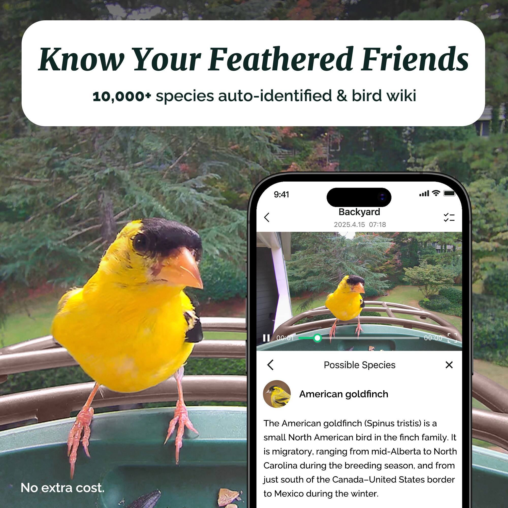 Know Your Feathered Friends  
10,000+ species auto-identified & bird wiki  

9:41  
Backyard  
2025.4.15 07:18  
00-01 00:00  

Possible Species  
American goldfinch  

No extra cost.  

The American goldfinch (Spinus tristis) is a small North American bird in the finch family. It is migratory, ranging from mid-Alberta to North Carolina during the breeding season, and from just south of the Canada-United States border to Mexico during the winter.
