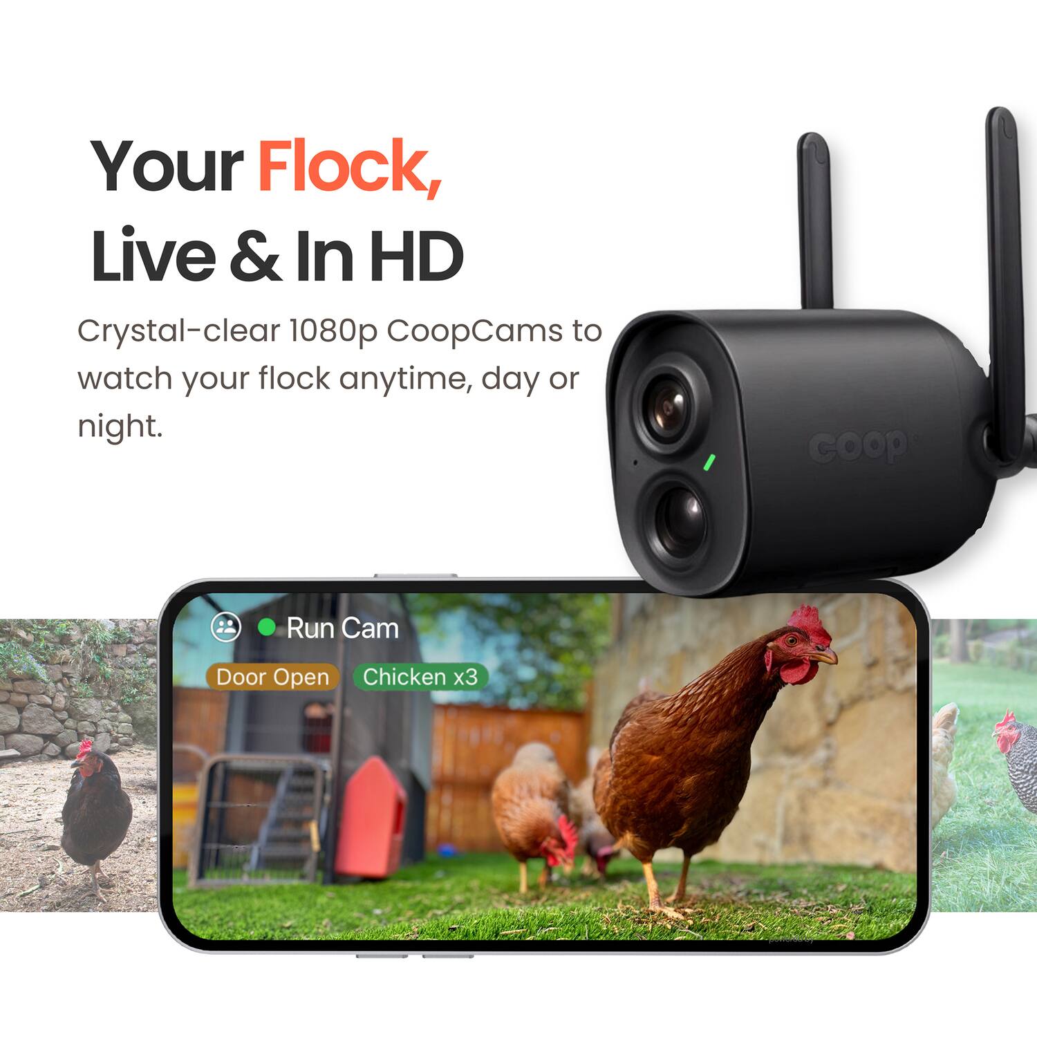 Your Flock, Live & In HD

Crystal-clear 1080p CoopCams to watch your flock anytime, day or night.

Run Cam  
Door Open  
Chicken x3