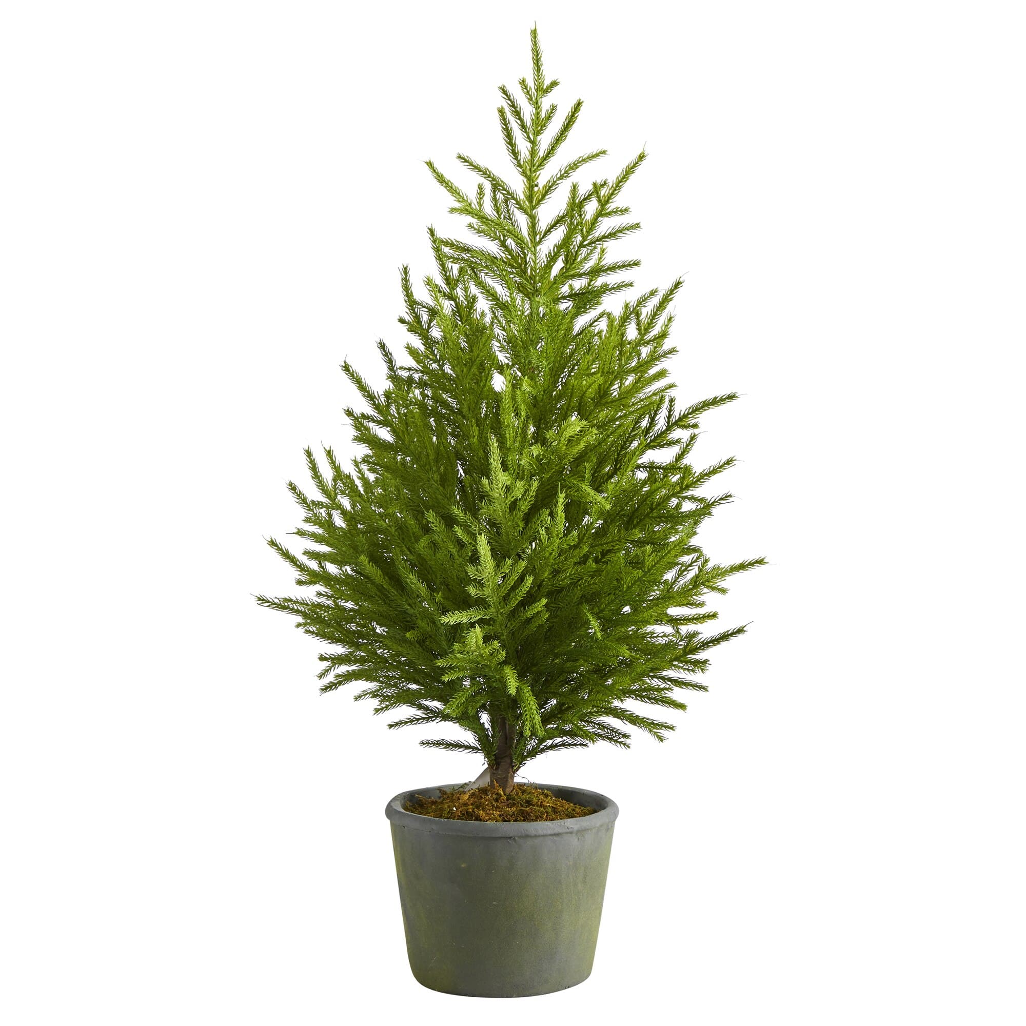 BreeBe - 3’ Norfolk Island Pine “Natural Look” Tree in Planter - Green