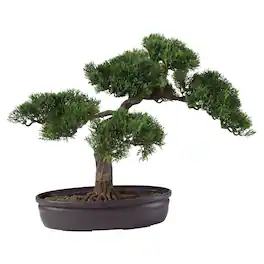 BreeBe - 16" Cedar Bonsai Tree - Green