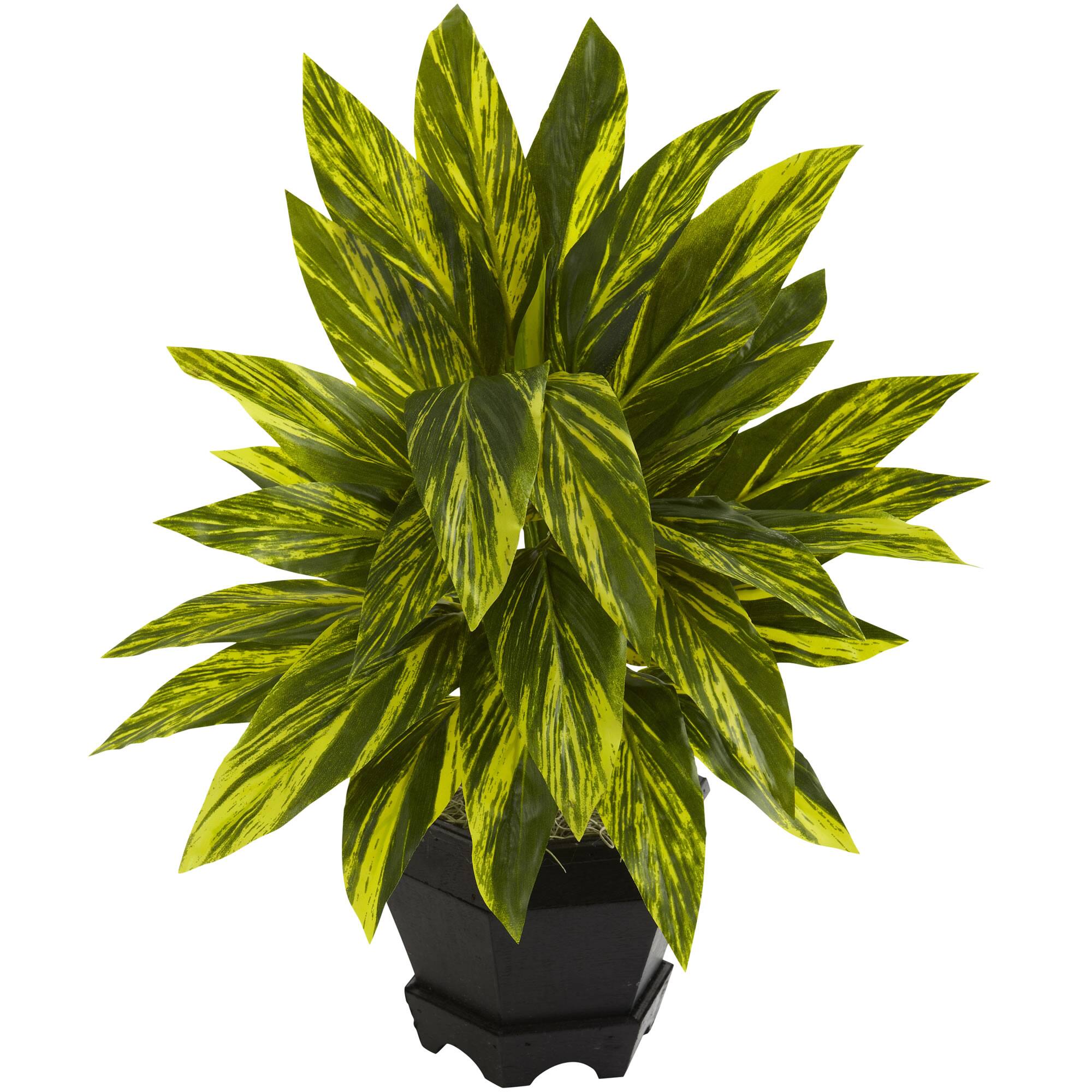 BreeBe - Ginger Plant w/Black Planter - Green