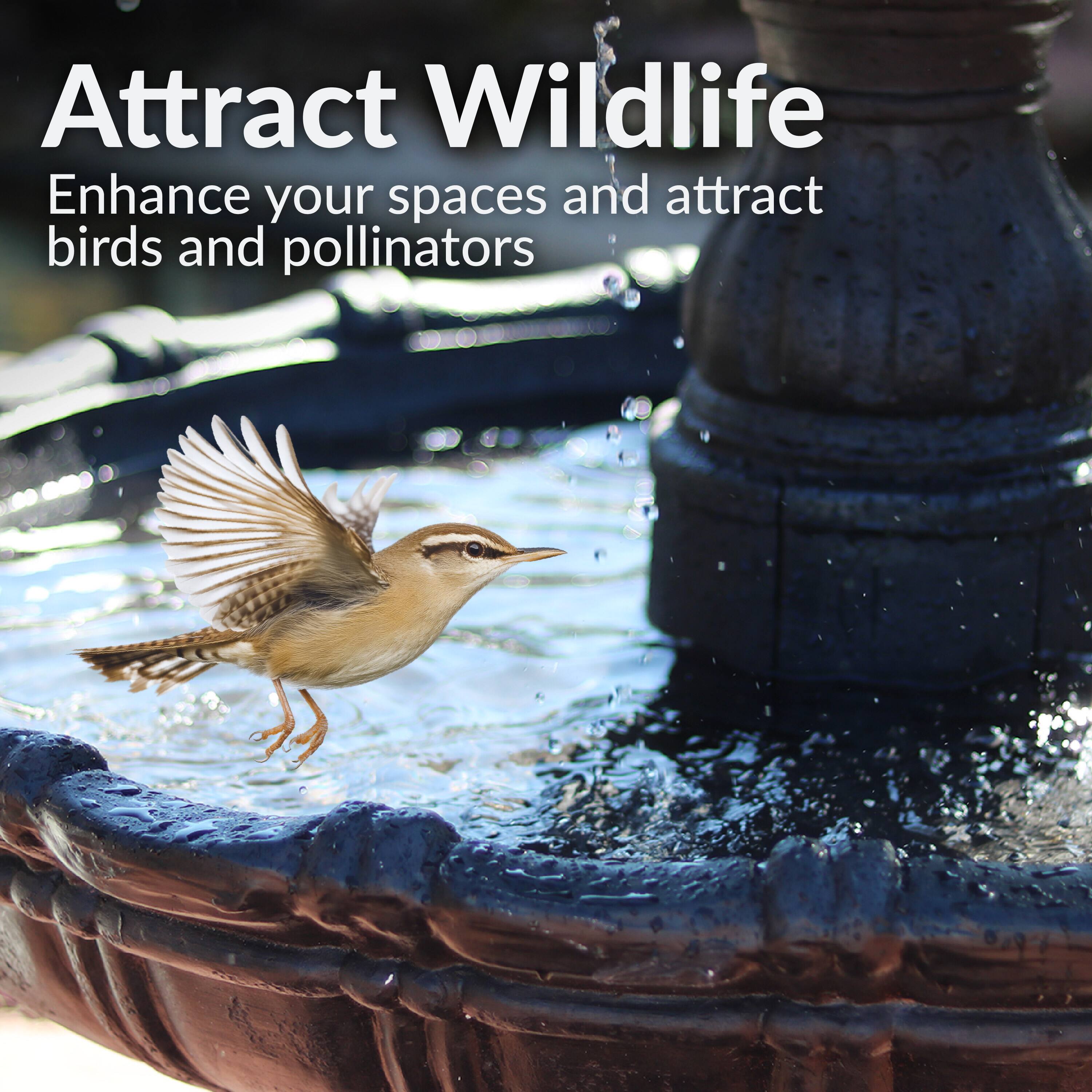 Attract Wildlife  
Enhance your spaces and attract birds and pollinators