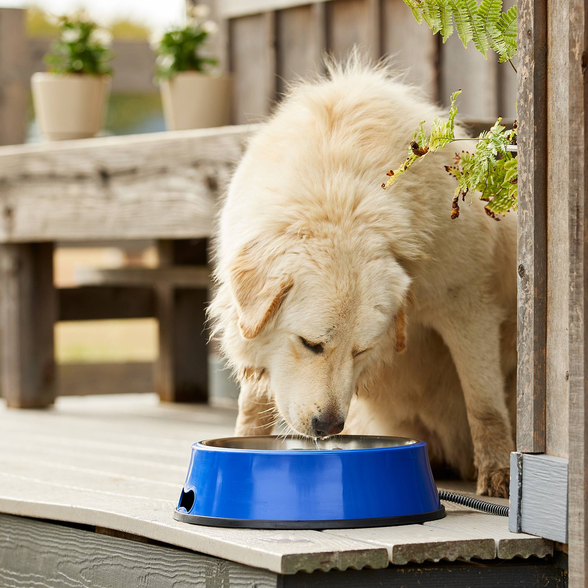 Alt View 2. Farm Innovators - Farm Innovators 5.5 Quart Heated Pet Water Bowl w/Stainless Steel Insert, Blue - Blue.