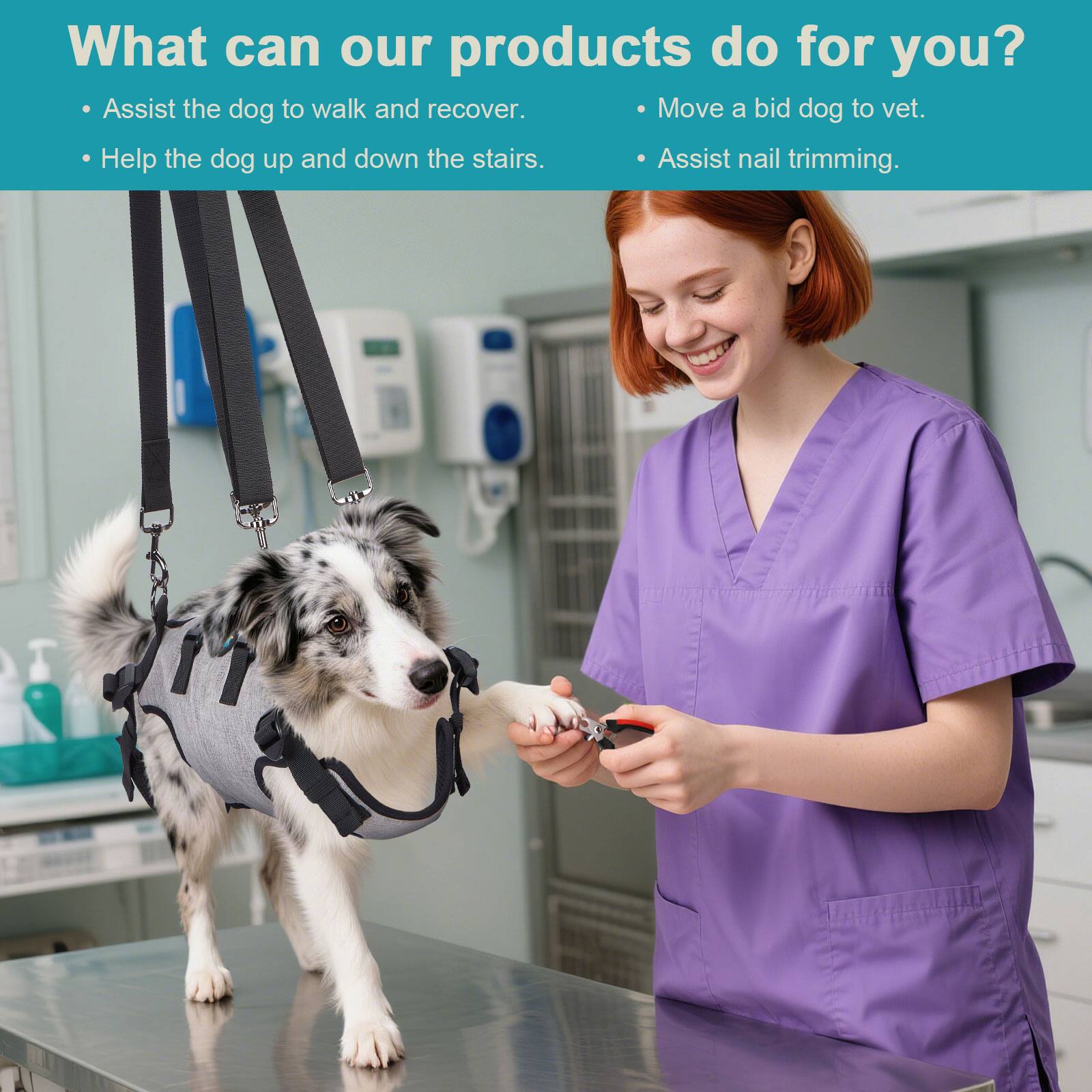 What can our products do for you?

- Assist the dog to walk and recover.
- Help the dog up and down the stairs.
- Move a bid dog to vet.
- Assist nail trimming.