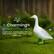 Charming Americana Decor
A whimsical, nostalgic piece that has been a popular lawn and home accent for decades.