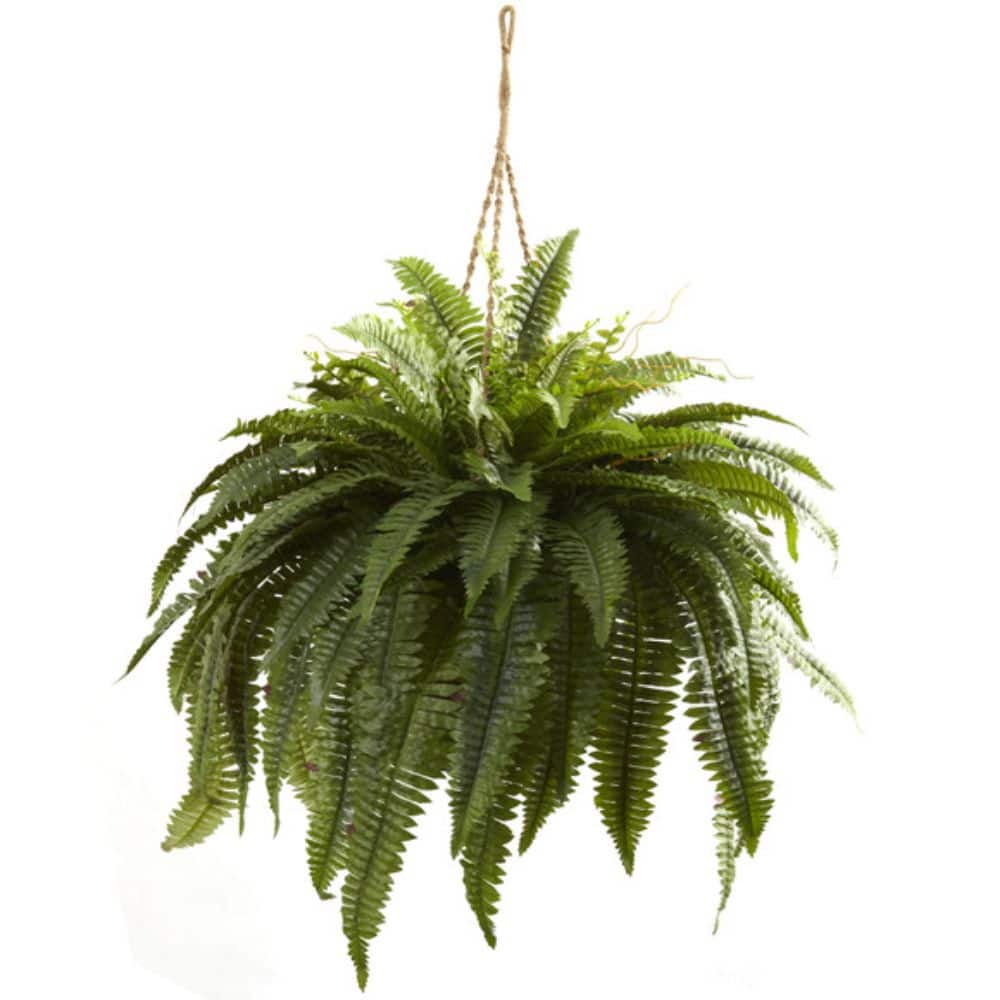 BreeBe - Double Giant Boston Fern Hanging Basket - Green