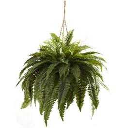 BreeBe - Double Giant Boston Fern Hanging Basket - Green