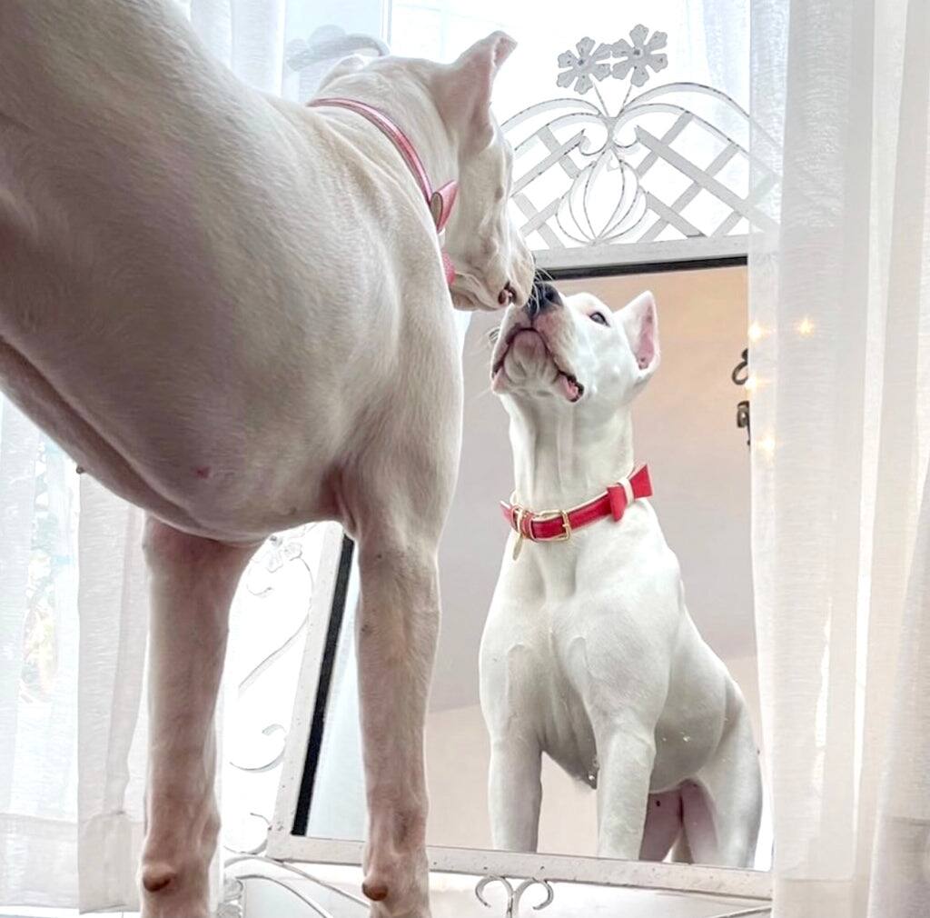 Left. PoisePup - Cute Handmade Genuine Soft Full Grain Leather Dog Bow Tie - Red | Cream.