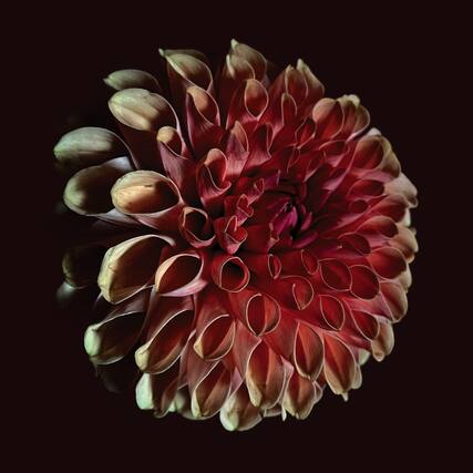 Front. Jessica Moss - Unfolding - VINYL LP.
