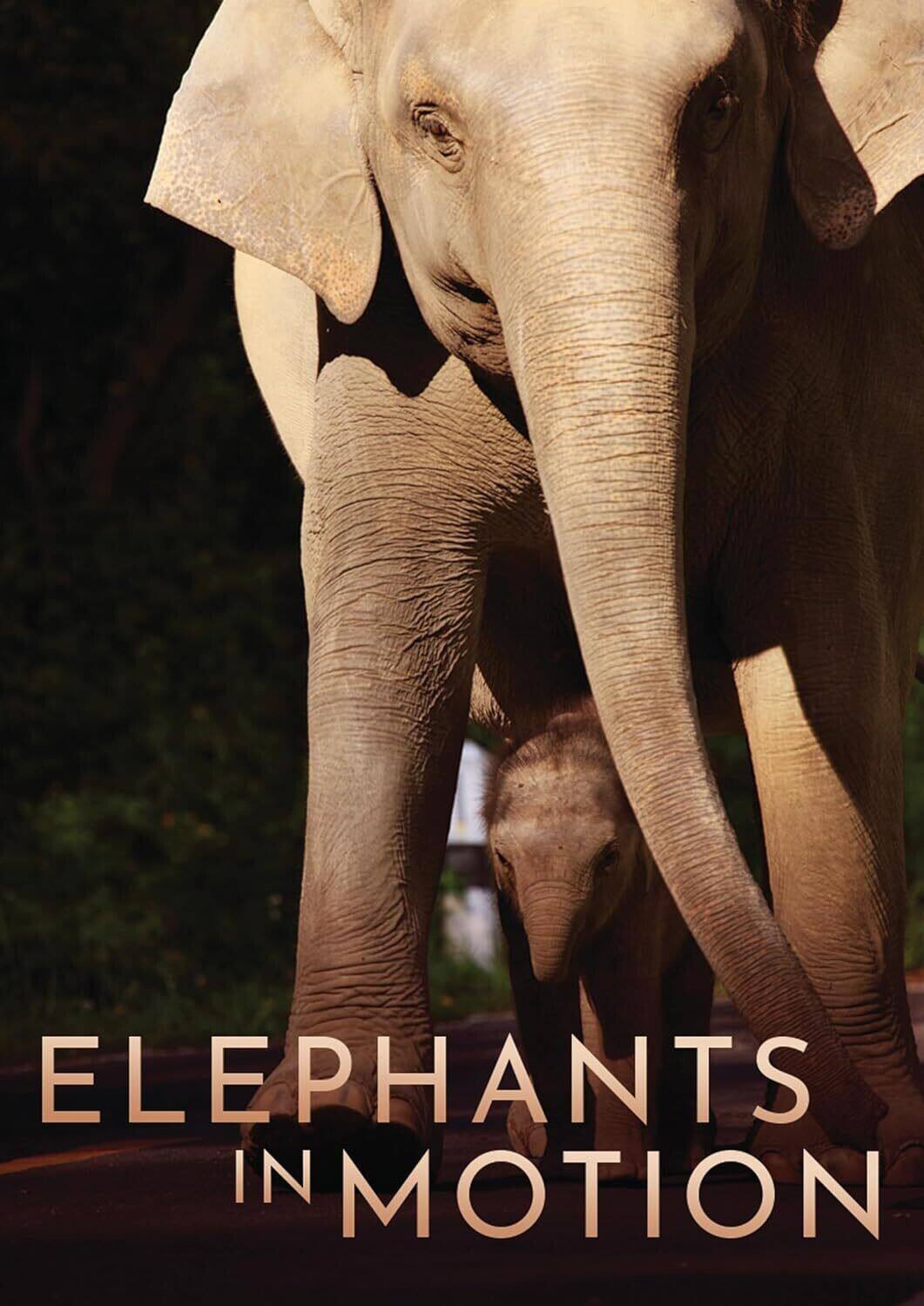 Elephants In Motion  - DVD