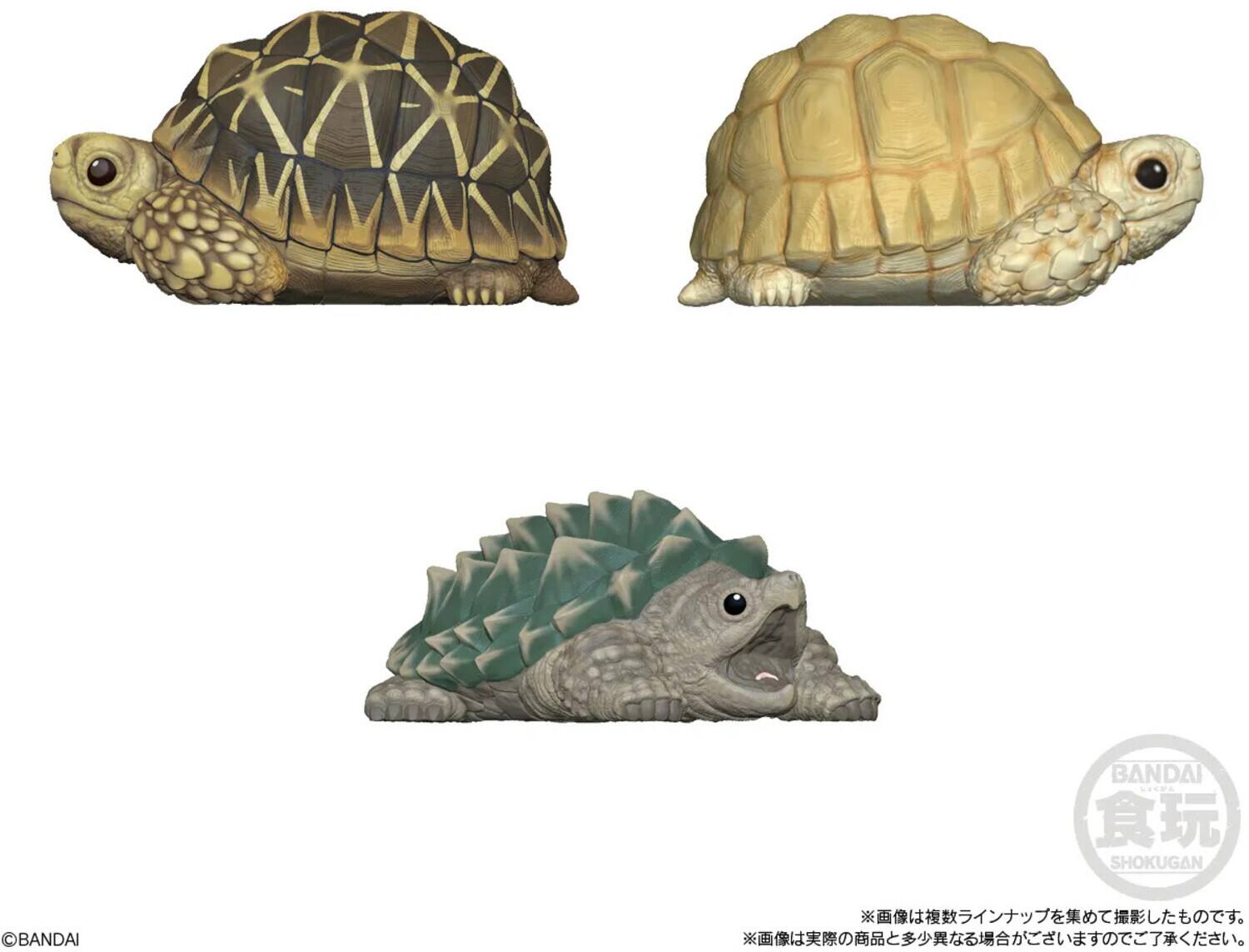 BANDAI  
SHOKUGAN  
BANDAI