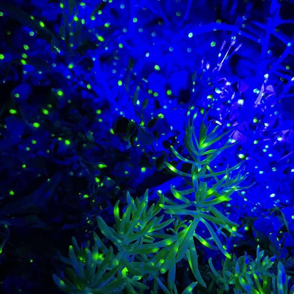 Alt View 1. Schertz - Firefly Garden Lights Star Projector Laser - Firefly & Blue Cloud.