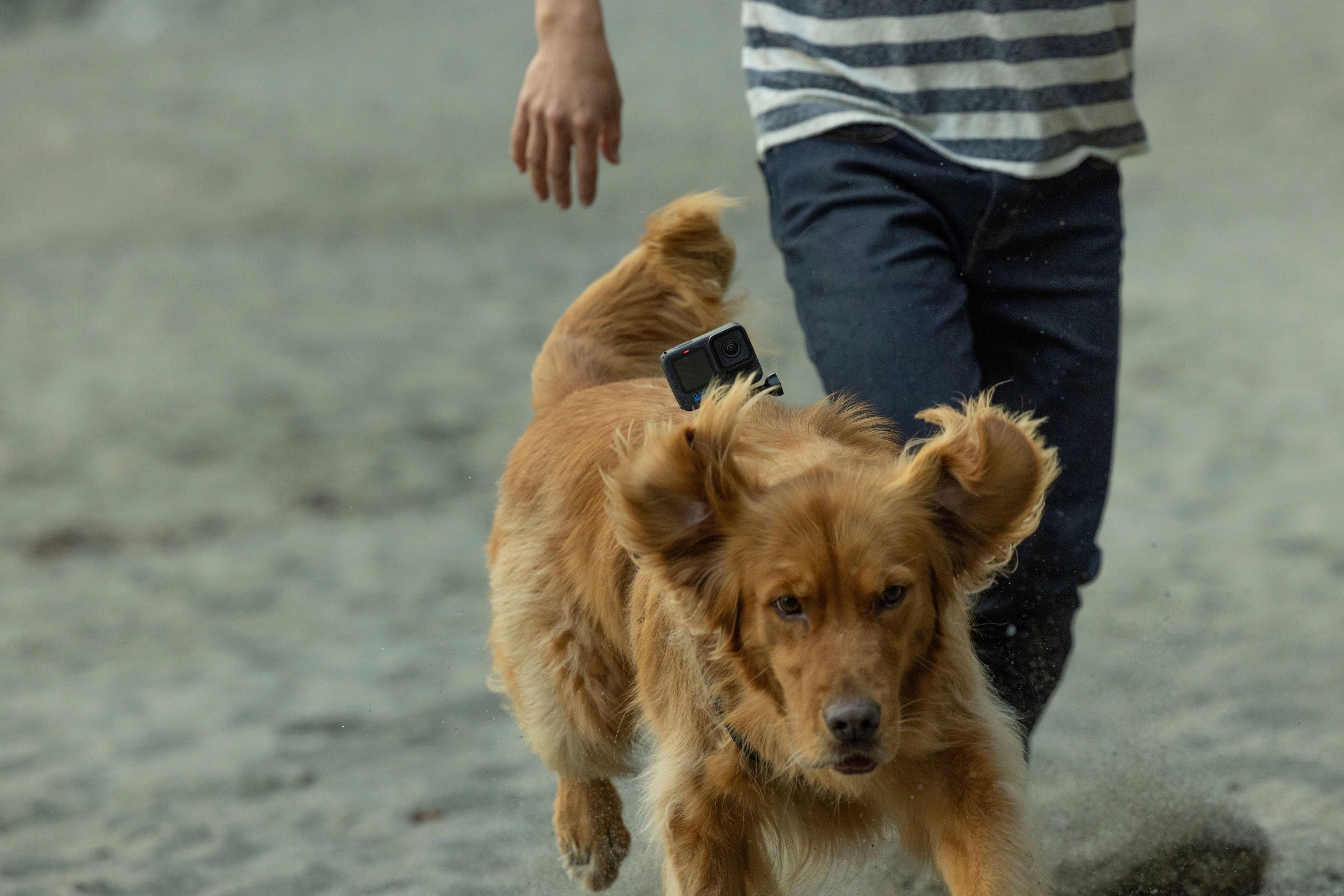 Alt View 15. GoPro - Fetch Compatible for All GoPro Cameras - Black.