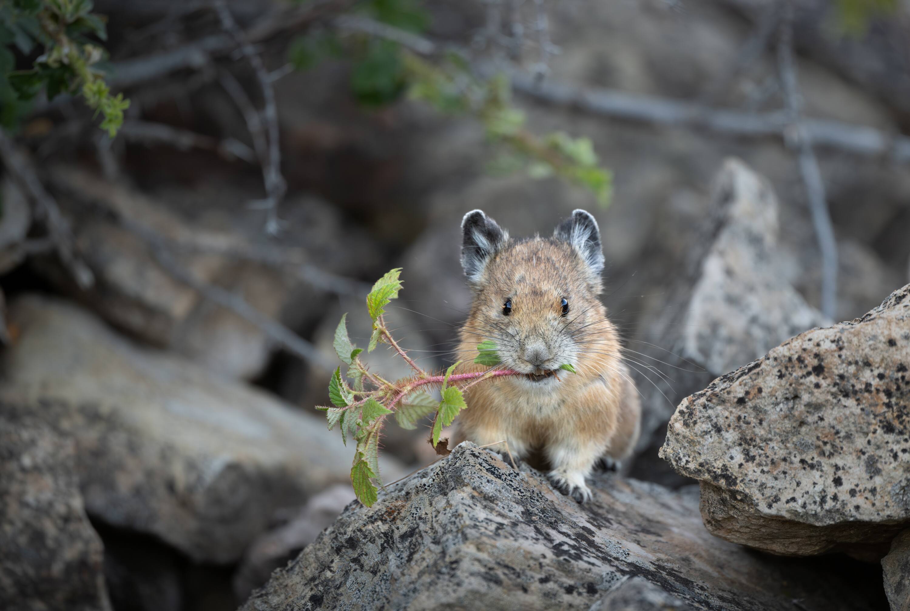 Alt View 13. Nikon - NIKKOR Z 600mm f/6.3 VR S - Black.