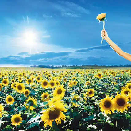 Front. Stone Temple Pilots - Thank You - VINYL LP.