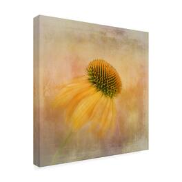 Trademark Fine Art - Nel Talen Echinacea In Yellow Canvas Art - 18 x 18 Inches - 18x18 - Multicolor
