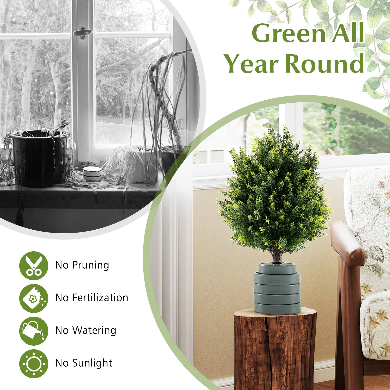 Green All Year Round

- No Pruning
- No Fertilization
- No Watering
- No Sunlight
