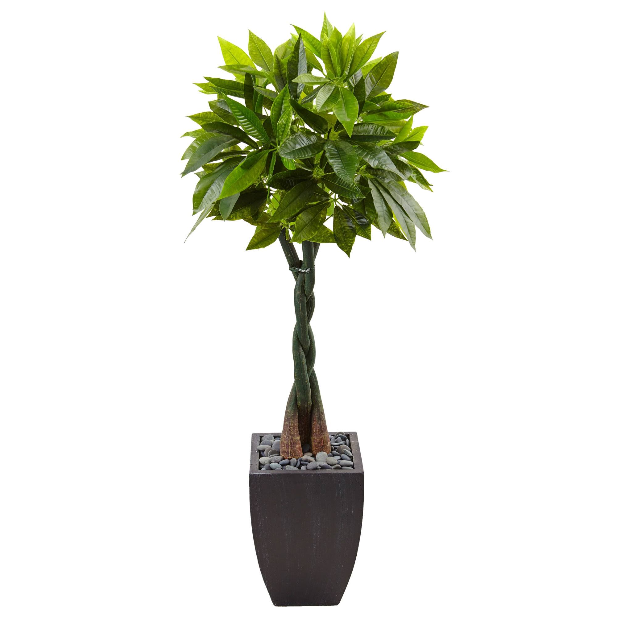 Front. BreeBe - 5' Money Tree in Black Square Planter - Green.