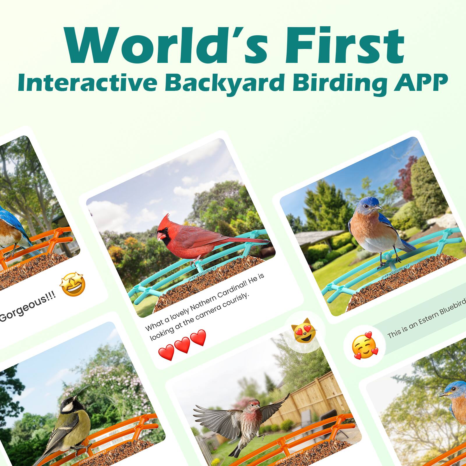 World's First Interactive Backyard Birding APP

Gorgeous!!! is Cardinal! Northern Cardinal. What a lovely Northern Cardinal looking at the camera courtesy. This is an Eastern Bluebird.