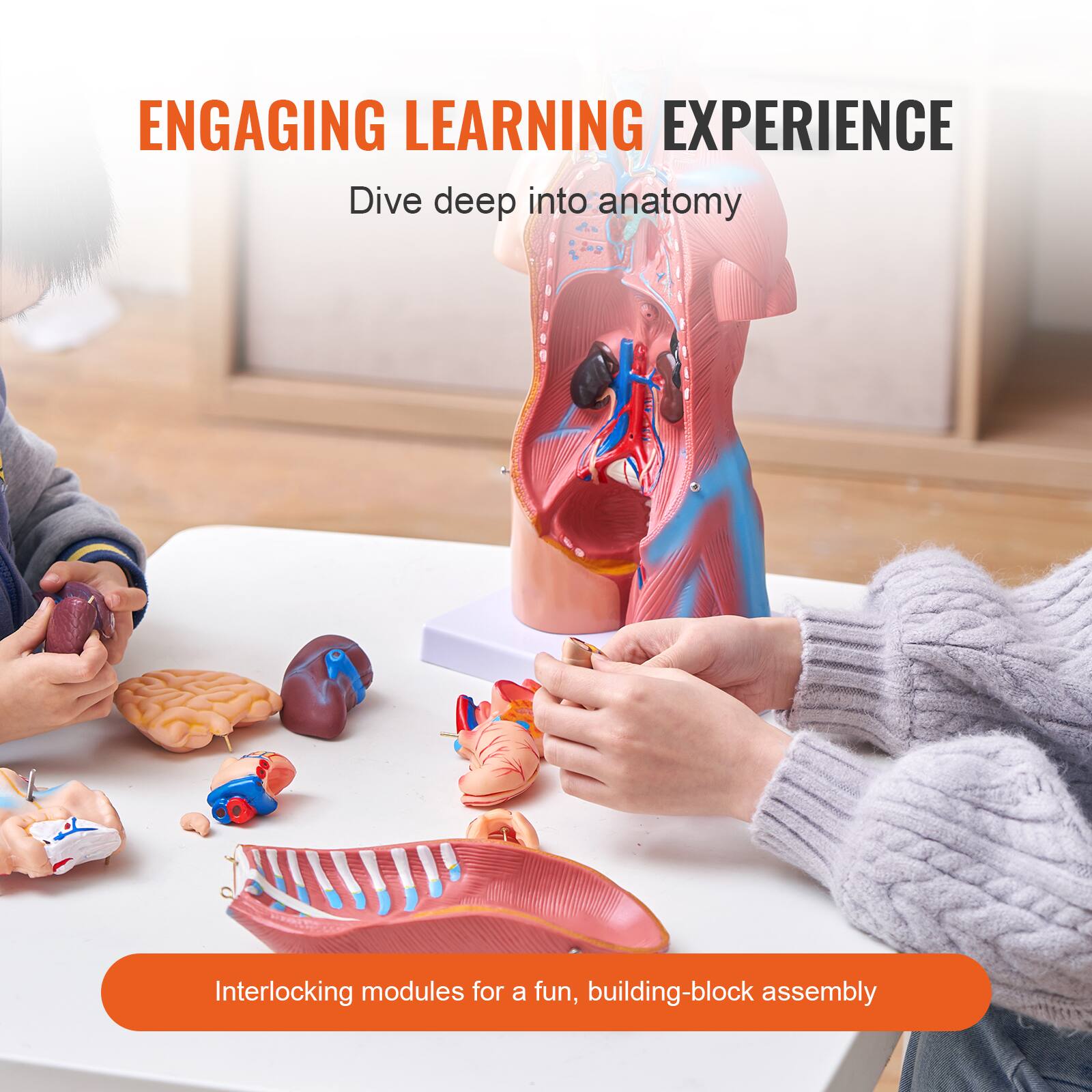 ENGAGING LEARNING EXPERIENCE  
Dive deep into anatomy  

Interlocking modules for a fun, building-block assembly