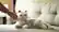 Joy for All Companion Pet Cat Overview video 0 minutes 54 seconds