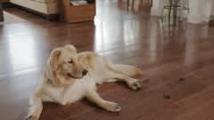 Symphony Pet Product Demo video 1 minutes 13 seconds