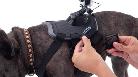 Dog with camera harness