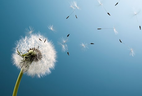 Dandelion