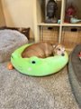 SQUISHMALLOWS 917104 24-Inch Green Wendy The Frog Pet Bed at Sutherlands