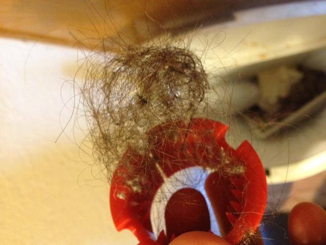 Hair from my wife and cat, click to load a larger version