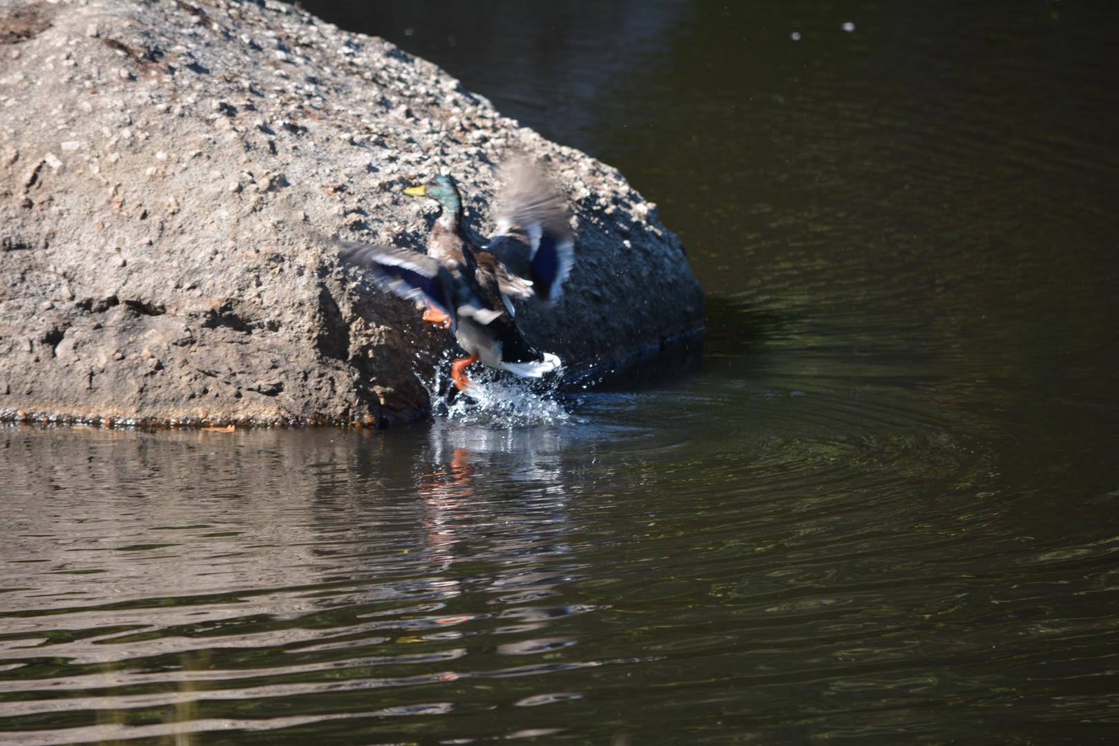 Out of the water, click to load a larger version