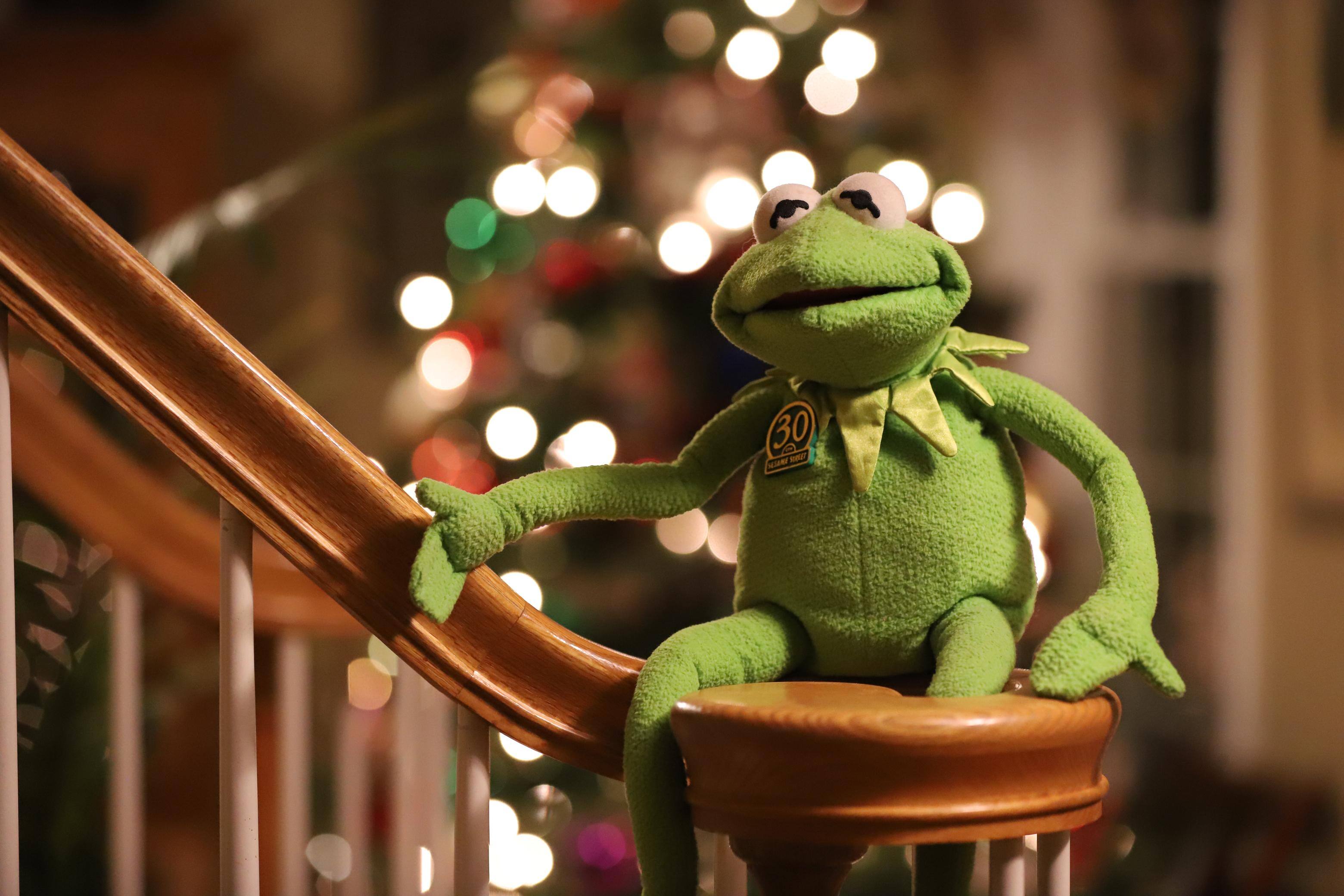 Canon 6D Mk II, 70-200mm f2.8L. 1/250 ISO 8000, click to load a larger version