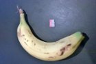 Bannana for Scale Size, click to load a larger version