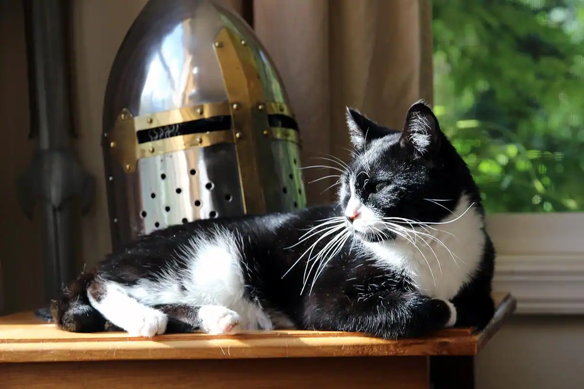 Merlin, not causing trouble., click to load a larger version