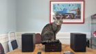 Front of stereo, remote, and cat (not included), click to load a larger version