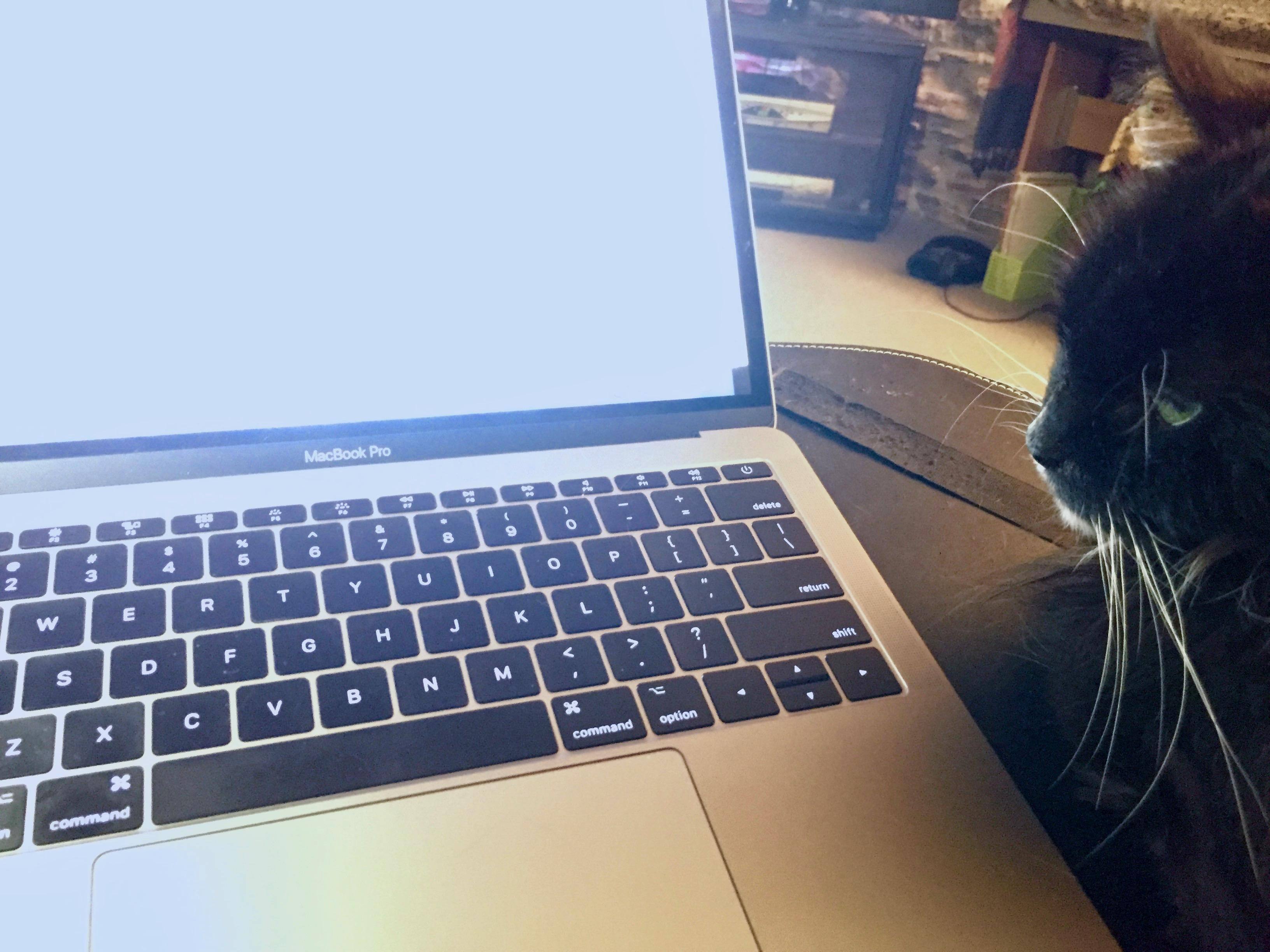 and my cat loves it, click to load a larger version