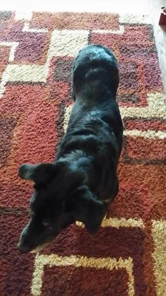 Cleans thick rugs nicely, click to load a larger version