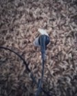 Great Earphones, click to load a larger version