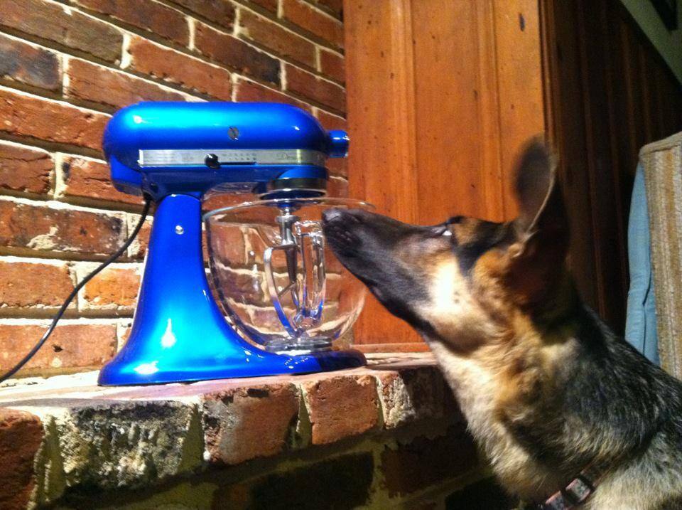 even the dog loves this mixer!, click to load a larger version