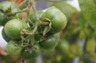 tomato, click to load a larger version
