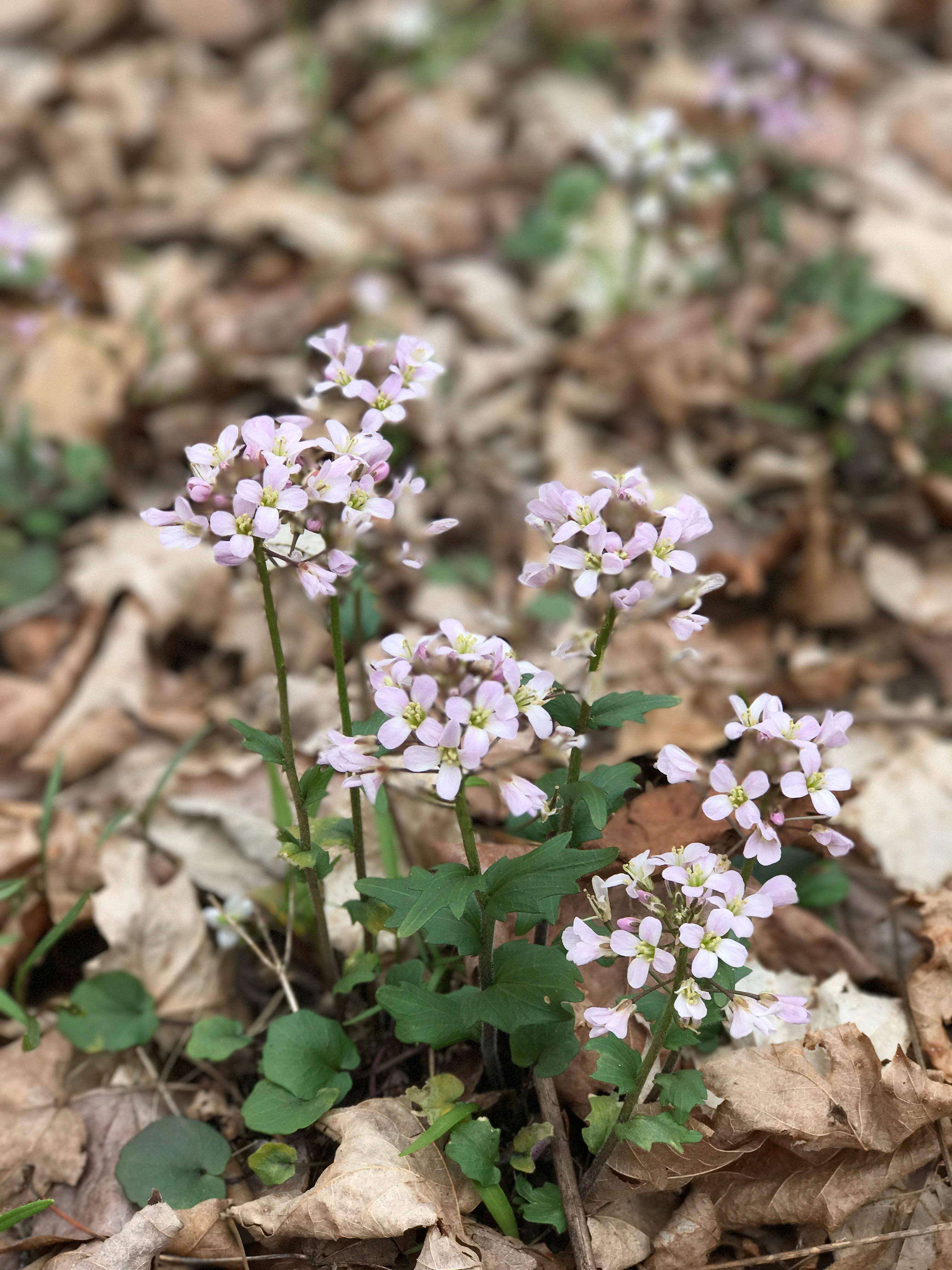 These are the photos I took with the IPhones camera mode, click to load a larger version