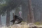 Wild Turkey Gobbler in Fog - Rocky Mountain National Park - Nikon D500 and 300mm F4 PF - 1/400th@F4, ISO 800, Hand-held, click to load a larger version