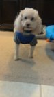 Taken with the tablet camera. It is hard to get a shot of this guy that is not blurry due to the slow shutter speed., click to load a larger version