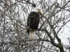 Bald eagle over the Fox River (taken from across the river), click to load a larger version